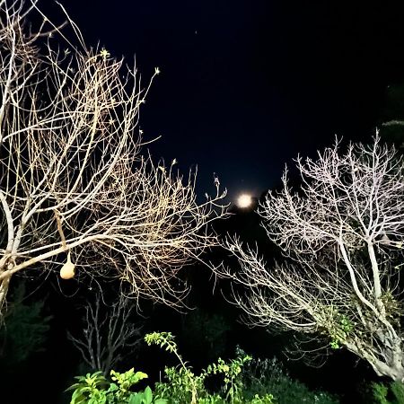 The Asgard Kasauli Panzió Kültér fotó