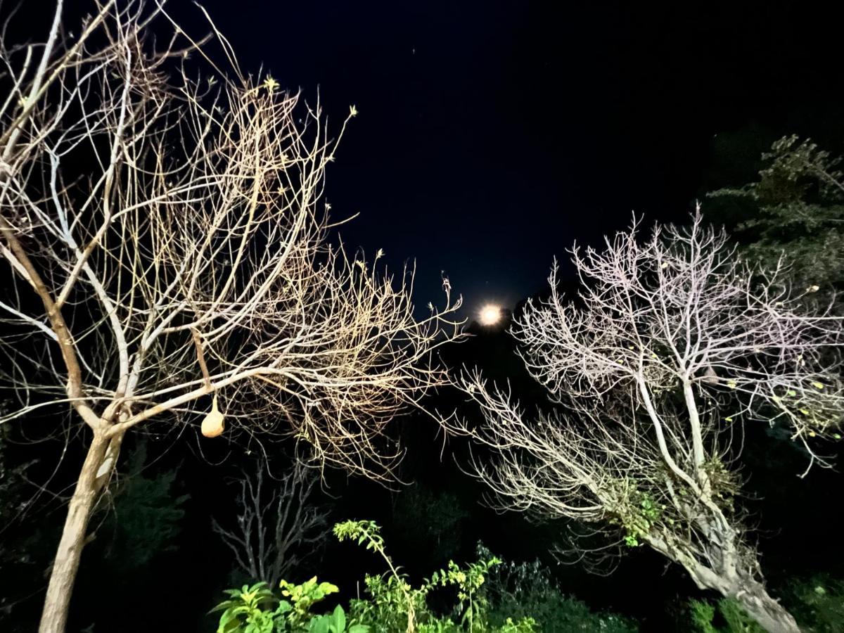 The Asgard Kasauli Panzió Kültér fotó